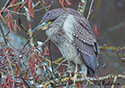 Nycticorax nycticorax